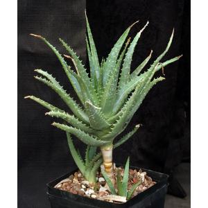 Aloe spinosissima (variegate) one-gallon pots