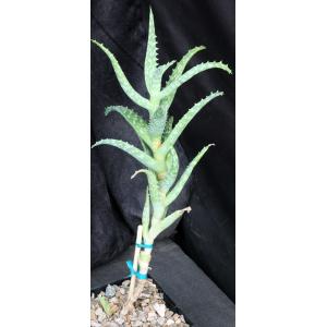 Aloe squarrosa 5-inch pots