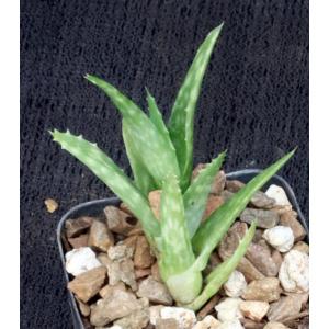 Aloe squarrosa 2-inch pots