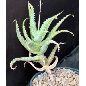 Aloe squarrosa one-gallon pots