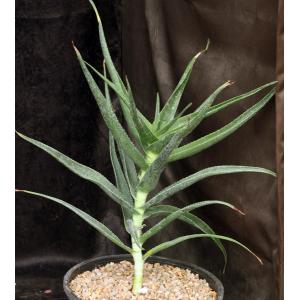 Aloe striatula 2-gallon pots
