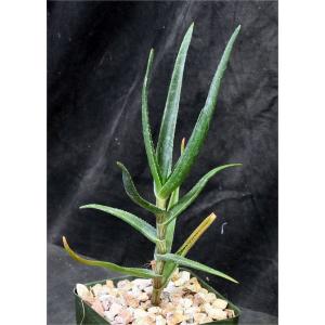 Aloe striatula 4-inch pots