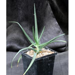 Aloe striatula 5-inch pots