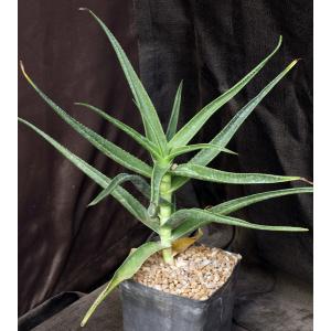 Aloe striatula one-gallon pots