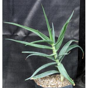 Aloe striatula one-gallon pots