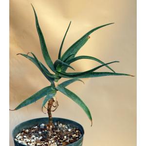 Aloe striatula 8-inch pots