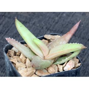 Aloe suarezensis 2-inch pots