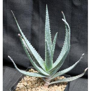 Aloe succotrina hybrid one-gallon pots