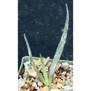 Aloe succotrina hybrid 3-inch pots