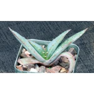 Aloe suprafoliata 2-inch pots