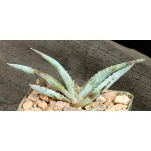 Aloe suprafoliata 4-inch pots
