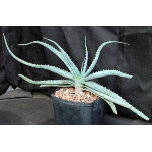 Aloe suprafoliata one-gallon pots