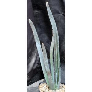 Aloe suzannae one-gallon pots