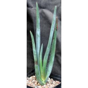 Aloe suzannae one-gallon pots