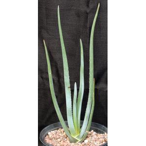 Aloe suzannae 2-gallon pots