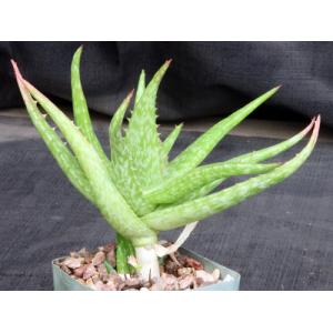 Aloe tegetiformis 4-inch pots
