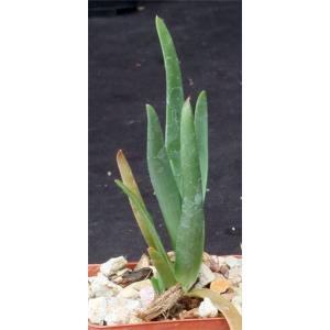 Aloe tenuoir 3-inch pots