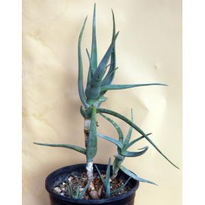 Aloe tewoldei 2-gallon pots