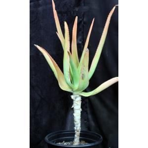 Aloe thraskii 3-gallon pots
