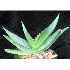 Aloe tomentosa 4-inch pots
