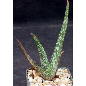 Aloe trichosantha ssp. longiflora 4-inch pots