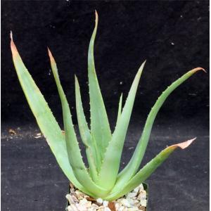 Aloe trigonantha 4-inch pots
