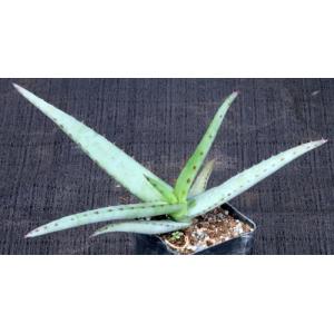 Aloe tulearensis 2-inch pots