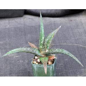 Aloe turkanensis 2-inch pots