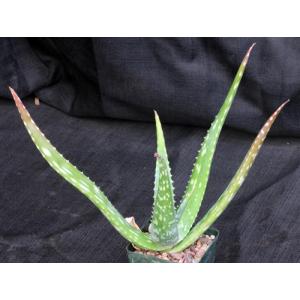 Aloe turkanensis 4-inch pots