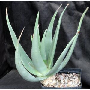 Aloe vacillans one-gallon pots