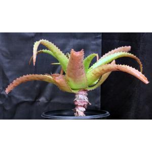 Aloe vaombe 2-gallon pots