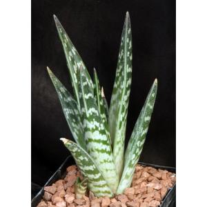 Aloe variegata 5-inch pots