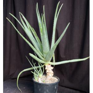 Aloe vera 3-gallon pots