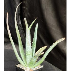 Aloe vera 5-inch pots