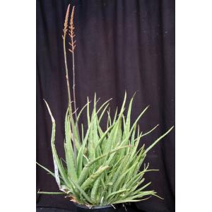 Aloe vera chinensis hybrid 5-gallon pots