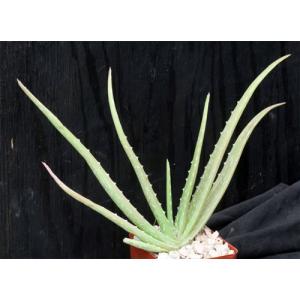 Aloe vera chinensis hybrid 4-inch pots