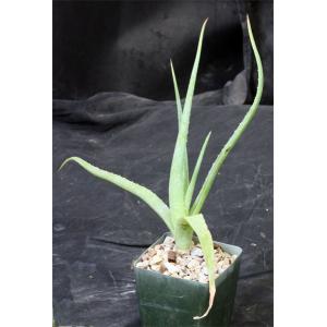 Aloe veseyi 4-inch pots