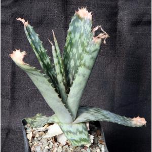 Aloe vogtsii one-gallon pots