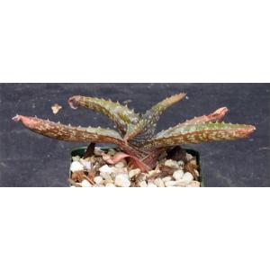 Aloe vogtsii 4-inch pots