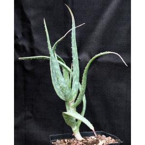 Aloe volkensii ssp. multicaulis (WY 1181) one-gallon pots