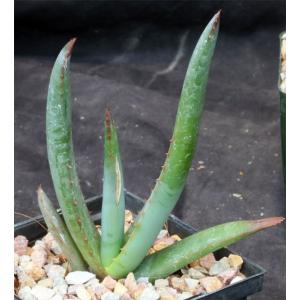 Aloe vryheidensis 5-inch pots