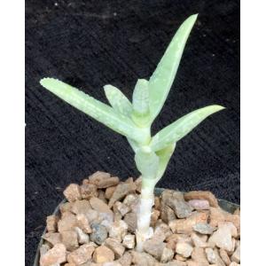 Aloe whitcombei 4-inch pots