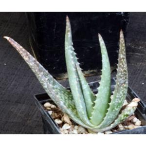Aloe woodii 5-inch pots
