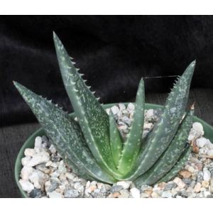 Aloe woodii 6-inch pots