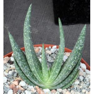 Aloe woodii one-gallon pots