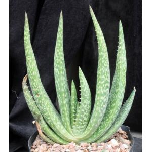 Aloe woodii one-gallon pots