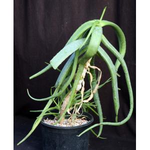 Aloe yemenica 2-gallon pots