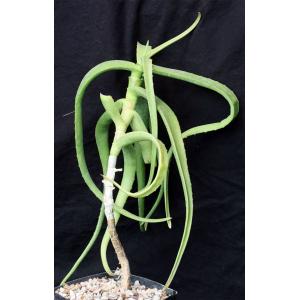 Aloe yemenica (Saafan, Yemen) one-gallon pots
