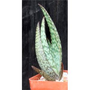 Aloe zebrina (Kaokoland, Namibia) 3-inch pots