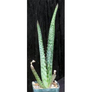 Aloe zebrina (Kaokoland, Namibia) 4-inch pots